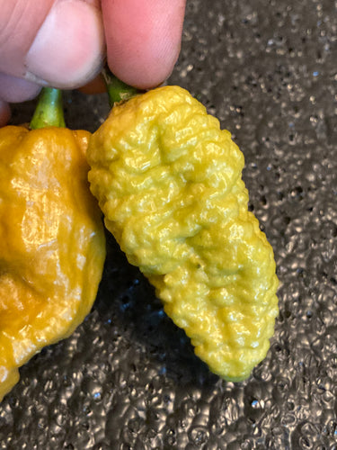 Naglah Brûlée (Pepper Seeds)