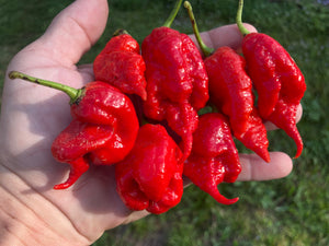 Primotalii Red (Pepper Seeds)