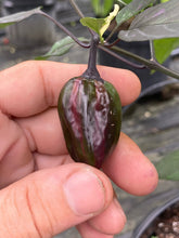 Load image into Gallery viewer, Bryan’s Vulcan Blood (Pepper Seeds)