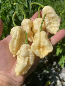 Falkor (T-E)(Pepper Seeds)