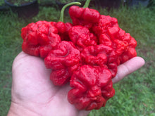Load image into Gallery viewer, Scotch Bonnet (Red Foodorama) (Pepper Seeds)