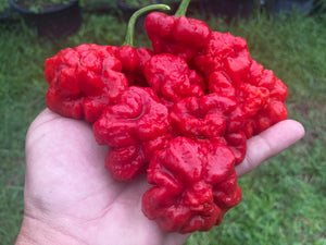 Scotch Bonnet (Red Foodorama) (Pepper Seeds)
