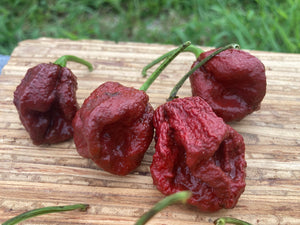 7 Pot Douglah Chocolate (Pepper Seeds)