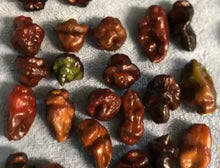 Load image into Gallery viewer, Roxa Lantern (T-E Mix)(Pepper Seeds)