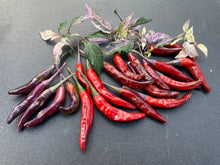 Load image into Gallery viewer, Lost Boys (T-E) (Pepper Seeds)