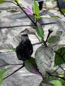 Bryan’s Vulcan Blood (Pepper Seeds)