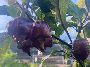 Maroon Voltron (T-E)(Pepper Seeds)