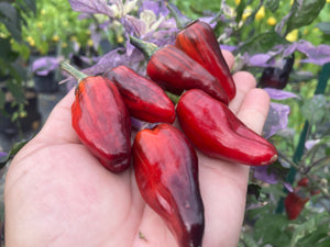 Bryan’s Klingon Blood (Pepper Seeds)