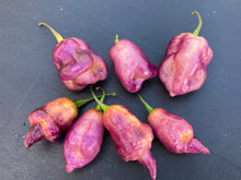 Load image into Gallery viewer, Taj Mahal Pink/Peach (Pepper Seeds)
