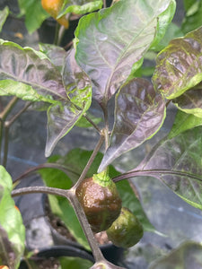 Orange Sharknado (Blushed) (T-E)(Pepper Seeds)