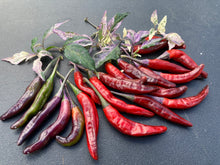 Load image into Gallery viewer, Lost Boys (T-E) (Pepper Seeds)