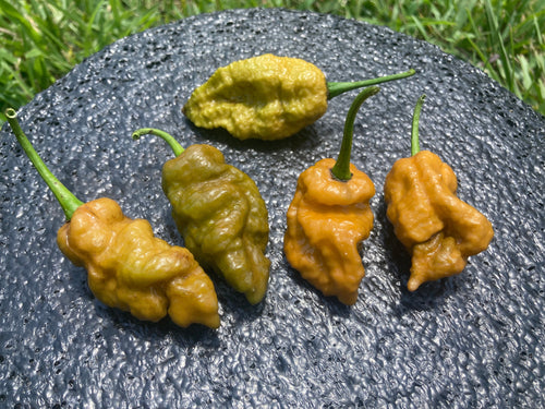 Naglah Butterscotch (Pepper Seeds)