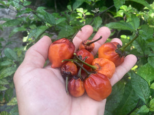 Purplegum Orange Blushed (Pepper Seeds)