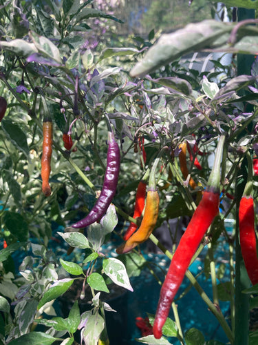 Daywalker (T-E) (Pepper Seeds)