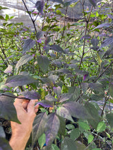 Load image into Gallery viewer, Red Trixster XD (Pepper Seeds)