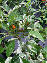 Load image into Gallery viewer, Thunder Nugs (Pepper Seeds)