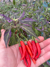 Load image into Gallery viewer, Lost Boys (T-E) (Pepper Seeds)