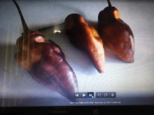 Load image into Gallery viewer, Pandora’s Box Pimenta Jolokia/PJ Mix (Pepper Seeds)