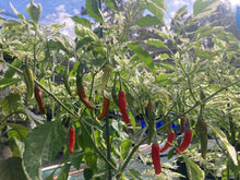 Load image into Gallery viewer, Tiger Thunder (Pepper Seeds)