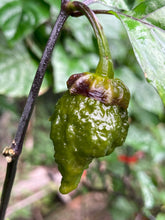 Load image into Gallery viewer, MonsterGum Leopard (Mustard)(Pepper Seeds)