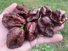 Load image into Gallery viewer, 7 Pot Douglah Chocolate (Pepper Seeds)