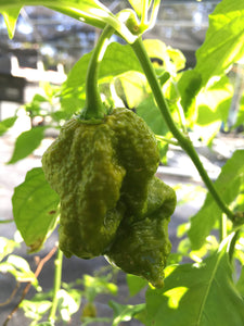 Big Mustard Mama (Pepper Seeds)