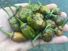 Load image into Gallery viewer, MonsterGum Leopard (Mustard)(Pepper Seeds)