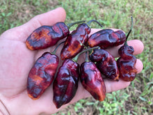 Load image into Gallery viewer, Pandora’s Box Pimenta Jolokia/PJ Mix (Pepper Seeds)