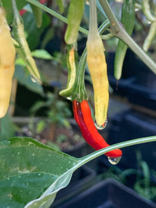 Intergalactic Red (T-E) (Pepper Seeds)