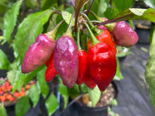 Load image into Gallery viewer, Red Wendigo (T-E) (Pepper Seeds)