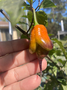 Voltron Caramel (T-E)(Pepper Seeds)