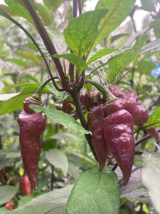 Pink Wendigo (T-E) (Pepper Seeds)