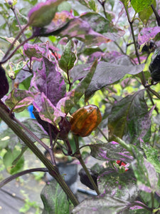 Bryan’s Vulcan Blood (Pepper Seeds)