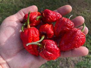 MedullaGum (Pepper Seeds)