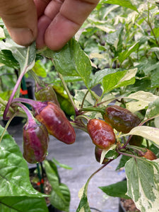 Thunder Nugs (Pepper Seeds)