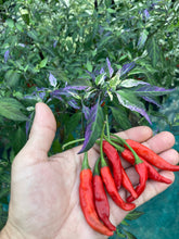 Load image into Gallery viewer, Lost Boys (T-E) (Pepper Seeds)