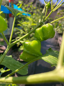 Dulce Estrella (Pepper Seeds)
