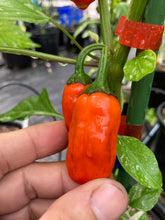 Load image into Gallery viewer, Thunder Nugs (Pepper Seeds)