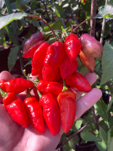 Load image into Gallery viewer, Red Wendigo (T-E) (Pepper Seeds)