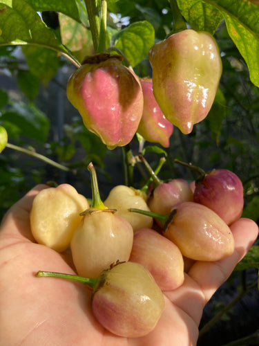 Purplegum Cream  (Pepper Seeds)