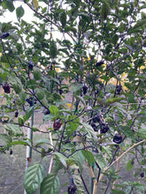 Load image into Gallery viewer, Dark BBG Horizon (Pepper Seeds)