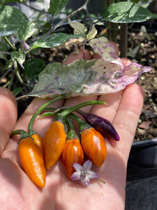 Orange Trixster (Pepper Seeds)