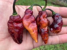 Load image into Gallery viewer, Pandora’s Box Pimenta Jolokia/PJ Mix (Pepper Seeds)