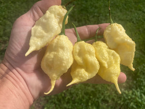 XL White Ghost Scorpion (Jays/T-E) (Pepper Seeds)