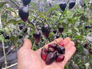 Chuparita Mix) (T-E) (Pepper Seeds)