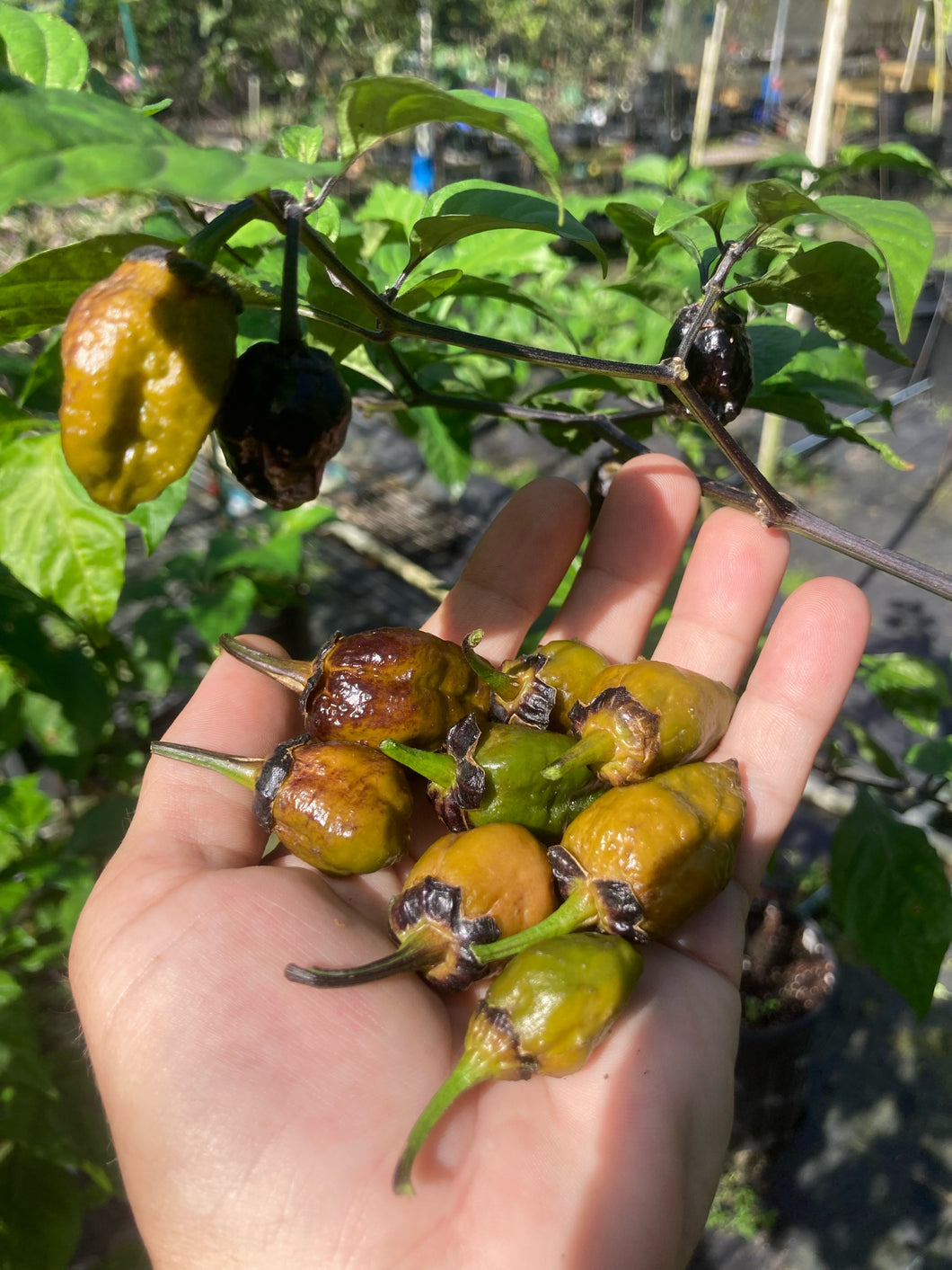 MonsterGum Leopard (Mustard)(Pepper Seeds)