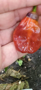 BBG Red Horizon (Pepper Seeds)