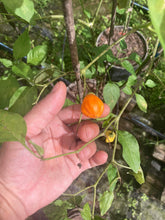 Load image into Gallery viewer, Conquistador (Inca Berry XL) (Pepper Seeds)