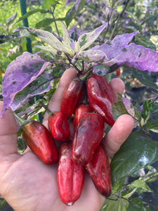 Bryan’s Klingon Blood (Pepper Seeds)