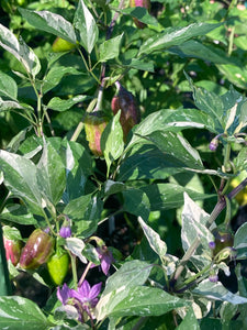 Thunder Nugs (Pepper Seeds)